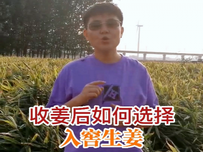收姜后如何選擇入窖生姜？ ()