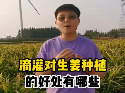 滴灌對生姜種植的好處有哪些？ ()
