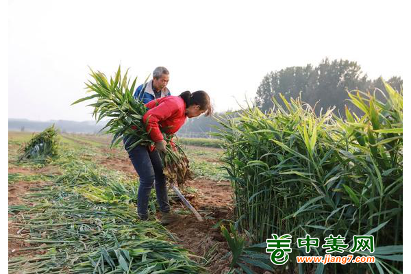山東昌樂姜農迎豐收，每畝四萬元！ ()