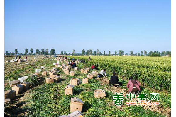 河北定州：姜香飄溢喜豐收 ()