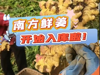 10月29日 生姜價格行情（南方鮮姜開始入庫啦） (223播放)