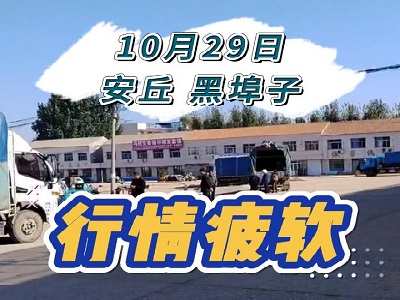 10月29日 安丘黑埠子（行情疲軟） (195播放)
