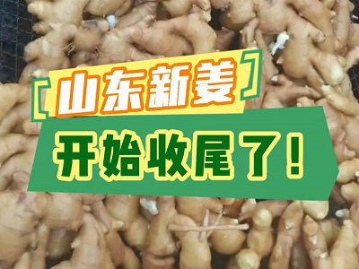 10月30日 生姜價格行情（山東新姜開始收尾了！） (207播放)