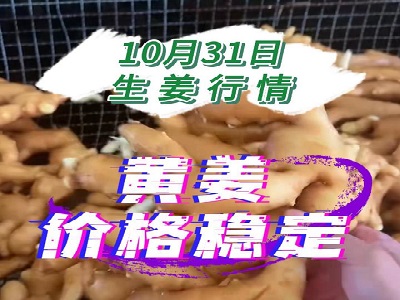 10月31日 生姜價格行情（黃姜價格穩(wěn)定） (219播放)
