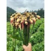 批發供應小黃姜