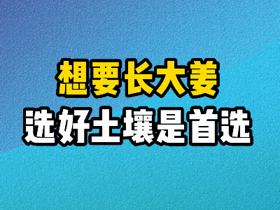 想要長大姜選好土壤是首選 (268播放)