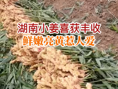 湖南基地小姜喜獲豐收 (261播放)