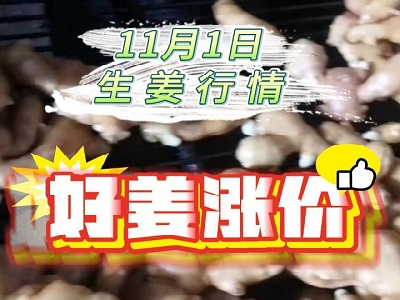 11月1日 生姜價格行情（好姜漲價） (232播放)