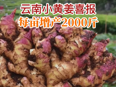 云南小黃姜喜報每畝增產2000斤 (324播放)