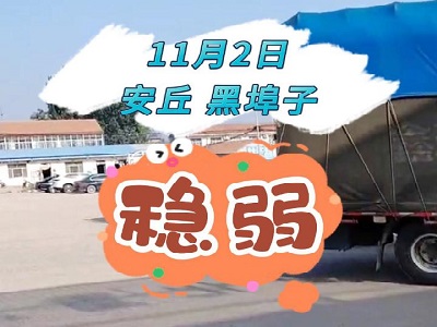 11月2日 安丘黑埠子（穩弱） (256播放)