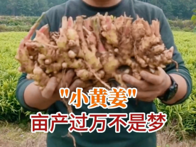小黃姜畝產(chǎn)過萬(wàn)不是夢(mèng)！ ()