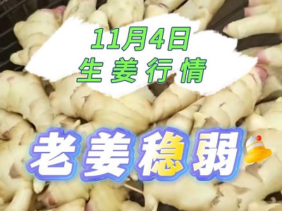 11月4日 生姜價(jià)格行情（老姜穩(wěn)弱） (298播放)