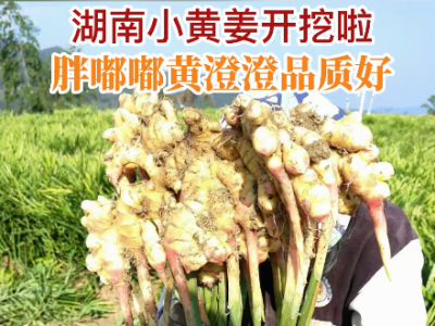 湖南姜友小黃姜開挖啦... (301播放)