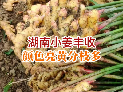 湖南姜友小姜喜獲豐收 (306播放)