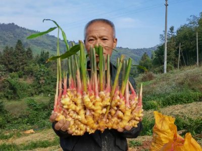 廣東姜友小黃姜收獲種，能比肩膀寬！ (284播放)
