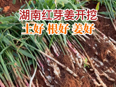湖南姜友紅芽姜開挖 (283播放)
