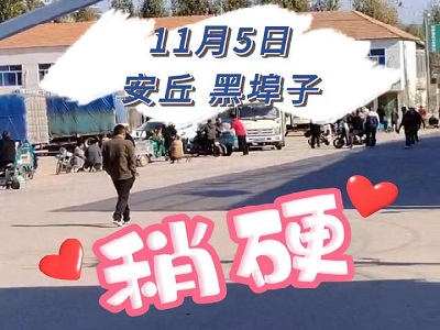 11月5日 安丘黑埠子（稍硬） (178播放)