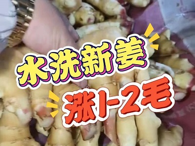 11月6日 生姜價格行情（水洗新姜漲1-2毛） (192播放)