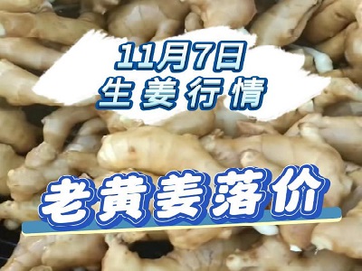 11月7日 生姜價格行情（老黃姜落價） (192播放)