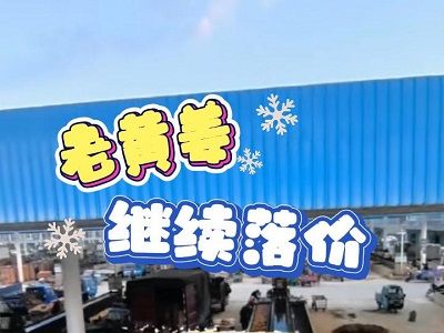 11月8日 生姜價格行情（老黃姜繼續(xù)落價） (236播放)