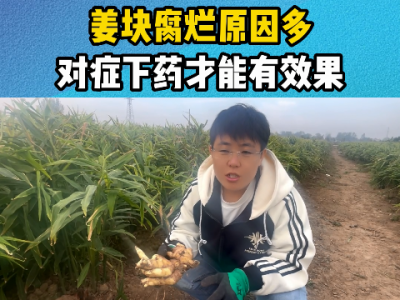 姜塊腐爛原因多 對(duì)癥下藥才能有效果 ()