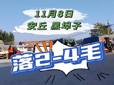 11月8日 安丘黑埠子（落2-4毛） (229播放)