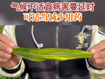 氣候不適宜病害蔓延時(shí) 可適當(dāng)減少用藥 ()