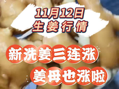 11月12日 生姜價(jià)格行情（新洗姜三連漲） ()