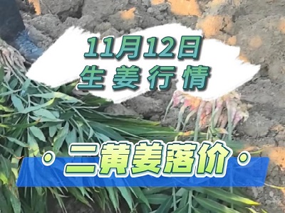 11月12日 生姜價(jià)格行情（二黃姜落價(jià)） ()