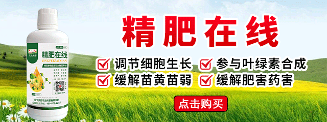 精肥在線