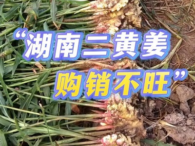 11月13日 生姜價格行情（湖南二黃姜購銷不旺） (168播放)