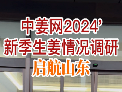 中姜網2024'新季生姜情況調研啟航山東 (216播放)