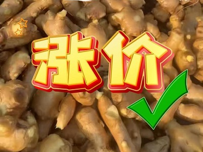 11月14日 生姜價格行情（漲價） (173播放)