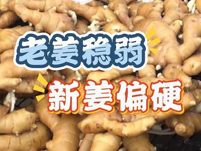11月15日 生姜價格行情（老姜穩弱，新姜偏硬） (210播放)