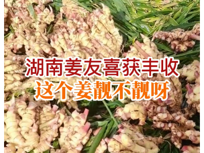 湖南基地姜友喜獲豐收 (357播放)