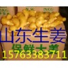 山東鮮姜價格，大黃姜，二黃姜，小黃姜批發(fā)，大黃姜，姜母