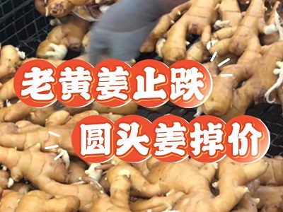 11月18日 生姜價(jià)格行情（老黃姜止跌，圓頭姜掉價(jià)） ()