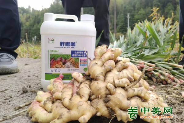安徽測產：種姜就找中姜網，讓理想照進現實 ()