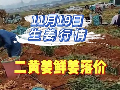 11月19日 生姜價(jià)格行情（二黃姜鮮姜落價(jià)） ()