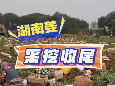 11月20日 生姜價格行情（湖南姜采挖收尾） (171播放)