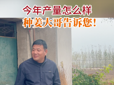 今年產(chǎn)量怎么樣種姜大哥告訴您！ ()