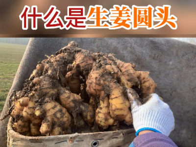 什么是生姜圓頭？ ()