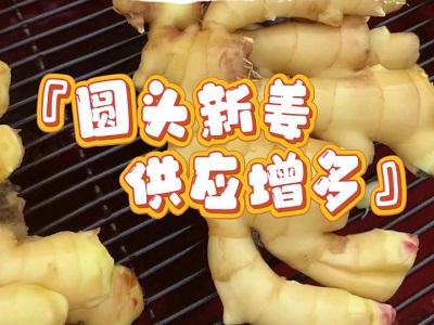 11月25日 生姜價格行情（圓頭新姜供應增多） ()