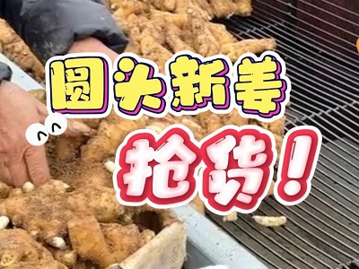 11月26日 生姜價格行情（圓頭新姜搶貨） ()
