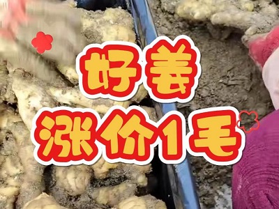 11月26日 安丘黑埠子（好姜漲價1毛） ()