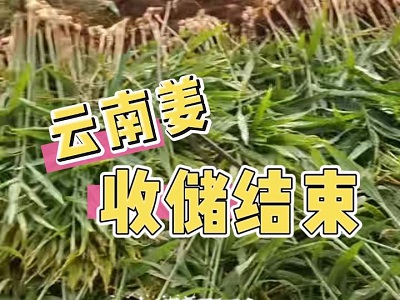11月27日 生姜價格行情（云南姜收儲結束） (159播放)