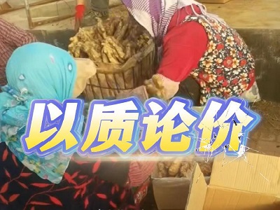 11月28日 安丘黑埠子（以質論價） ()