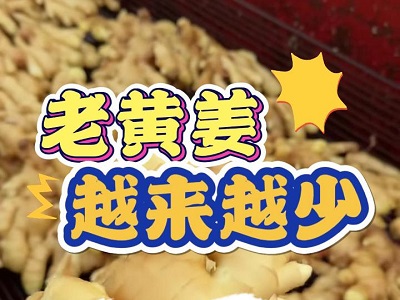 11月28日 生姜價格行情（老黃姜越來越少了） ()