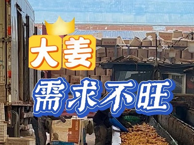11月29日 生姜價格行情（大姜需求不旺） ()
