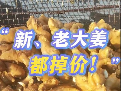 11月30日 生姜價格行情（ 新、老大姜都掉價） ()